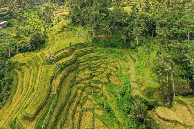 Best of Ubud: Waterfalls, Temple & Rice Terraces Private Day Tour - The Guide Factor: Why English and Pacing Matter