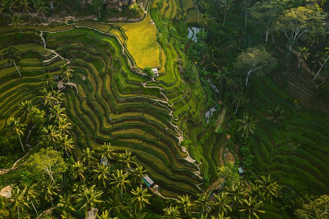 Best Ubud Highlights - Private Day Tour - Stop 1: Sacred Monkey Forest Sanctuary First (And Why Morning Matters)