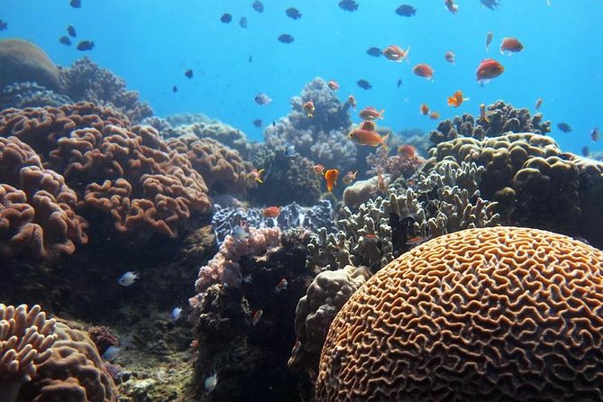 Bloo Lagoon Snorkeling East Bali Includes Transportation & Lunch - Upgrade option: Lempuyang Temple Gates of Heaven photo stop