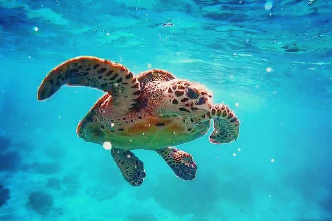 Blue Lagoon Bali Snorkeling Experience - How the Two-Site Snorkeling Runs from Ubud