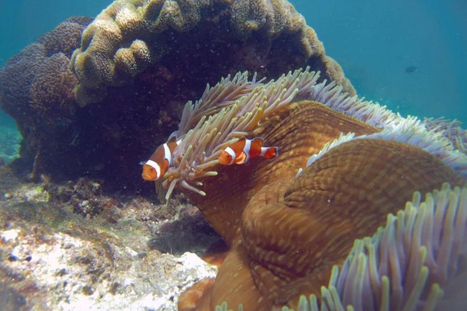 Blue Lagoon Bali Snorkeling Experience - Lunch on the Beach and Shower Time That You’ll Appreciate
