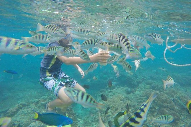 Blue Lagoon & Tanjung Jepun Snorkeling Private Tour - Tanjung Jepun snorkeling: more reef time and variety without extending the day