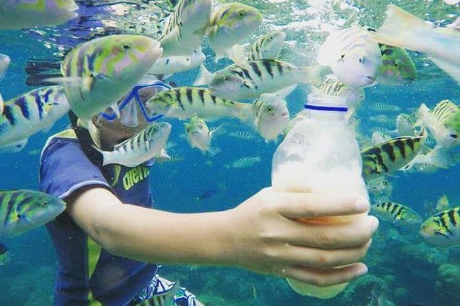 Blue Lagoon & Tanjung Jepun Snorkeling Private Tour - Price and value: is $50 per person a smart deal for this setup?