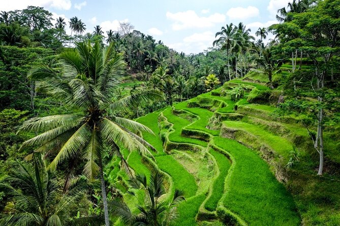Central Bali Tour: Ubud Village, Kintamani Volcano, and Waterfall - Kintamani highlands: Mount and Lake Batur views for the whole group