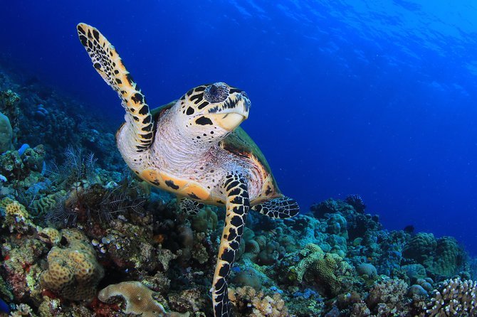 Discover Scuba Diving - Amed near Ubud, and why these sites fit beginners