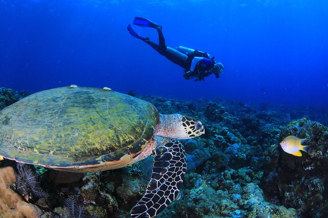 Discover Scuba Diving - Ocean session options: Coral Garden versus the USS Liberty wreck