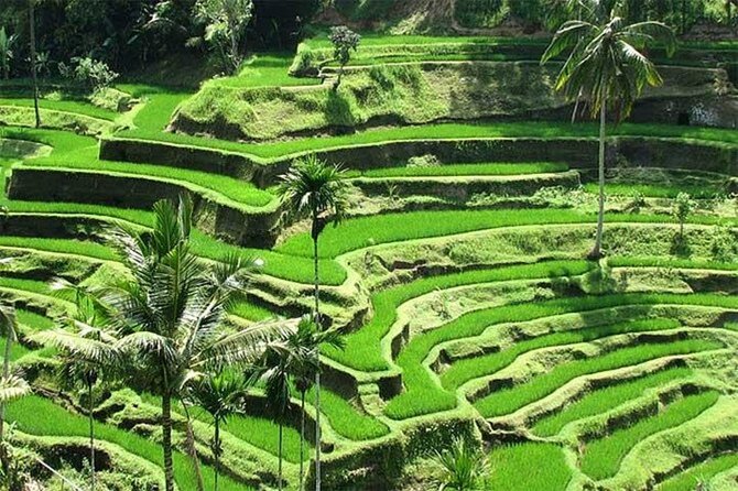 Discover the best waterfalls in Ubud and rice terraces tour - Tegalalang Rice Terrace: seeing real farm activity in daily rhythm