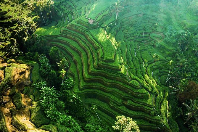 Discover Ubud: Exotism Ubud and Optional Meet the Bali Shaman - Why this Ubud day tour feels different from the usual rush