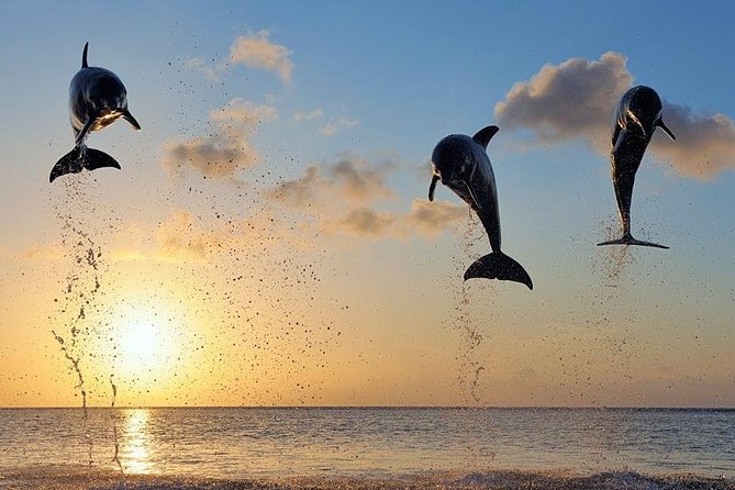 Dolphin Tour and Sunrise Watching in Lovina Beach - All Inclusive - Price and value: what $63.99 includes (and what you should watch)