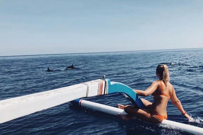 Dolphin Watching Tour, Swimming with Dolphins and Snorkeling - Key points to know before you go