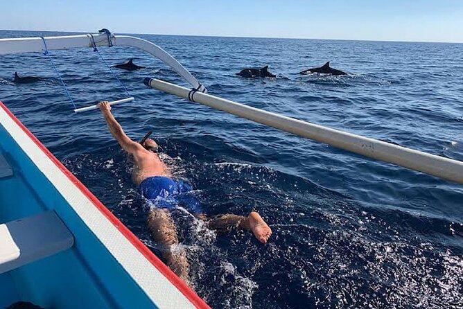 Dolphin Watching Tour, Swimming with Dolphins and Snorkeling - Swimming with dolphins: what to expect in the water