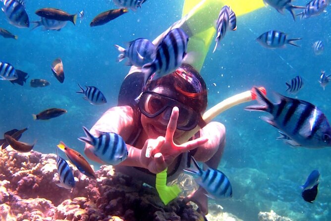 Dolphin Watching Tour, Swimming with Dolphins and Snorkeling - Out on the water: how dolphin spotting really plays out