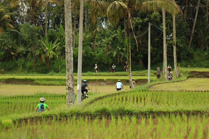 Downhill Cycling Ubud with Volcano, Rice Terrace and Educational - Food, coffee, and the value of eating like the locals