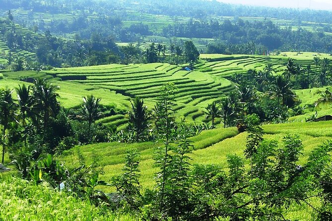 Electric bicycle tour in Jatiluwih UNESCO site - Jatiluwih UNESCO rice terraces: what to look for while you ride