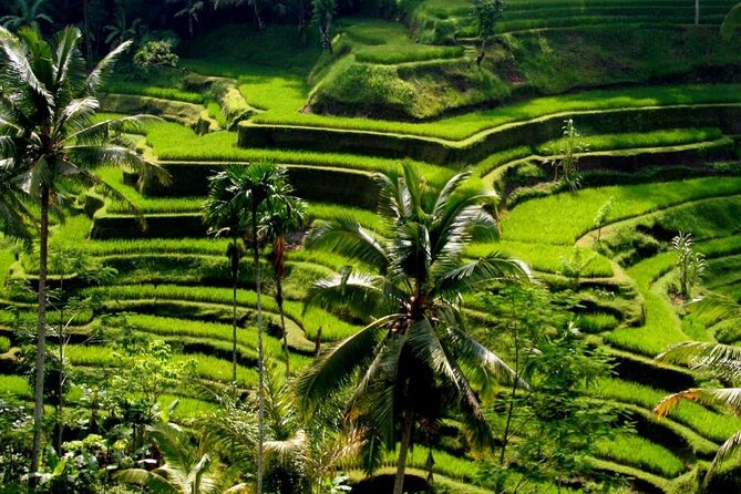 Exclusive Ubud Experience: Nature, Culture & Adventure in One Day - Key highlights you will actually feel in the day
