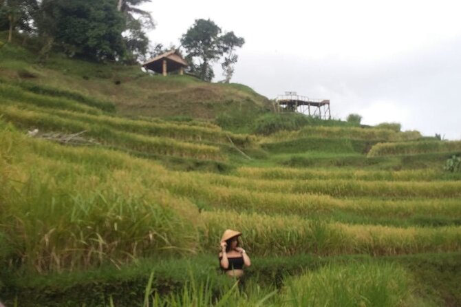 Experience Full Day to Bali Swing Temple and Monkey Forest - Package choice: all-inclusive versus transport-only value math