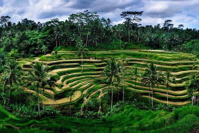 Fantastic Ubud Tour with Jungle Swing - Sacred Monkey Forest Sanctuary: macaques, tickets, and etiquette