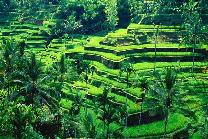 Full-Day in Bali: Amazing Ubud Tour - How the 8:30 am Ubud loop actually runs