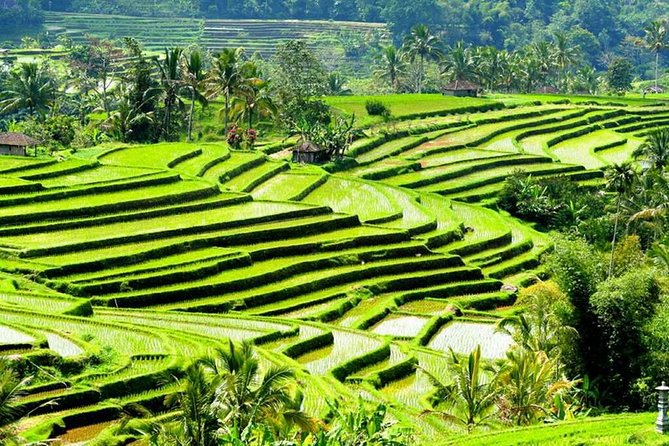 Full-Day Private Cultural Bali Tour + Balinese Driver - Padang-Padang surf views, Uluwatu cliff temple, and the 6pm Kecak