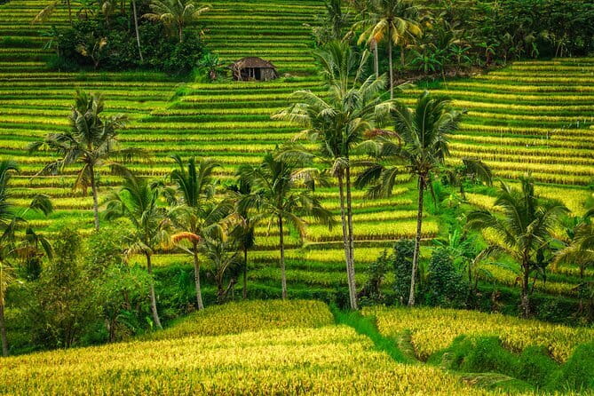 Full Day Tour to Water Temples UNESCO Rice Terraces in Bali - Why Bali’s Subak Irrigation System Changes How You See Everything
