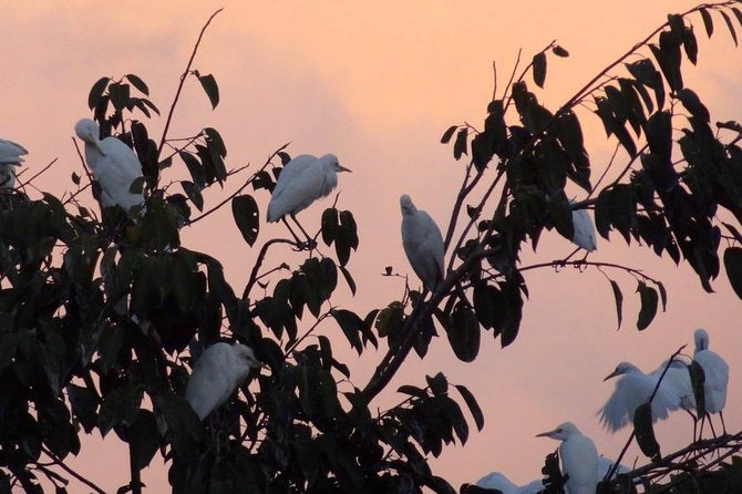 Half Day Ubud Tour: Ubud Unique Spots - Petulu Village at 5:30pm: white herons and that perfect timing window