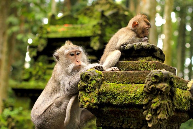 Half Day Ubud Tour: Ubud Unique Spots - Guide quality: why this tour often feels smooth