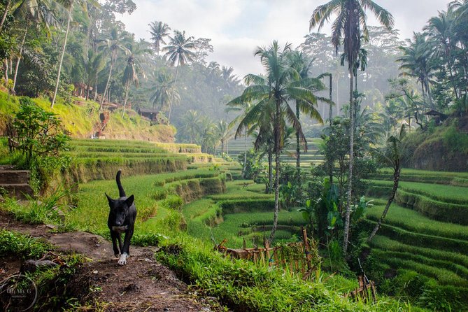 Hire Private Bali Driver - Why a Private Bali Driver Works So Well in Ubud