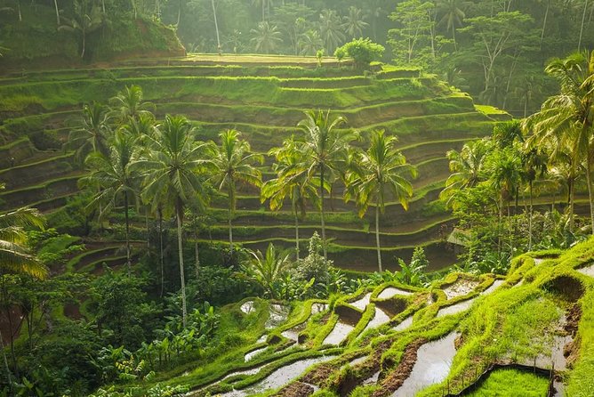 Hire Private Bali Driver - Pickup Zones: Where This Driver Can Actually Start Your Day