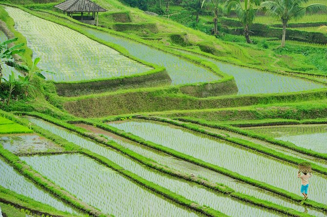 Jatiluwih Batukaru Mountain Nature's Best Tour - Jatiluwih rice terraces: the classic view, with a working-life feel