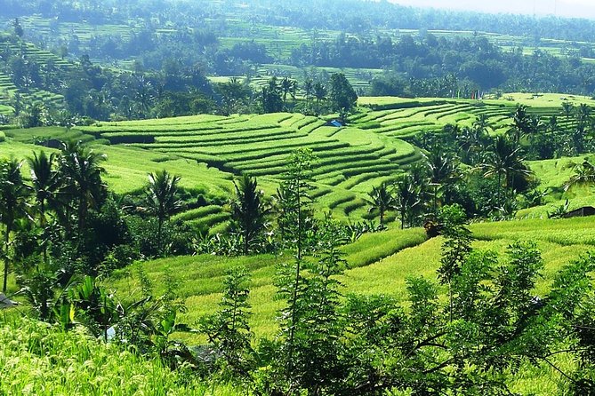 Jatiluwih in detail (1 h. e-bike tour in the rice terraces) - The guide factor: local insight in a small group