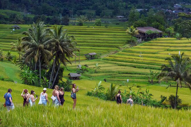 Jatiluwih Spiritual Journey of Melukat with Rice Terrace View - Sangeh Monkey Forest plus Ubud’s Sacred Monkey Forest: twice the macaque mayhem