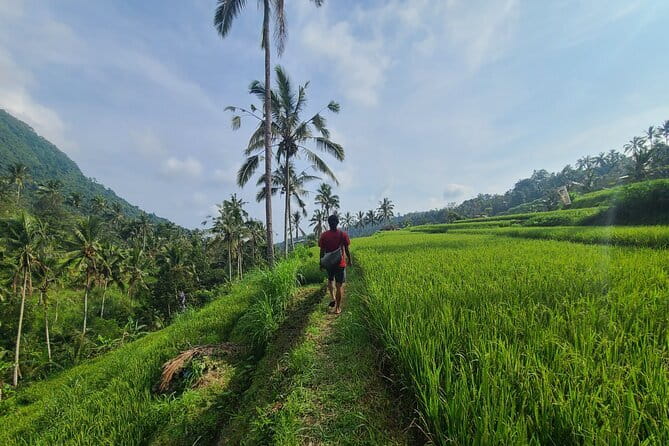 Lemukih Hidden Trekking Waterslide Sekumpul and Fiji Waterfall - Entering Lemukih Village and walking through rice terraces like you mean it