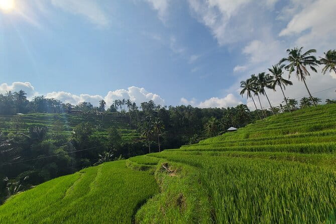 Lemukih Hidden Trekking Waterslide Sekumpul and Fiji Waterfall - Food and hydration: coconut water tastes better after you sweat