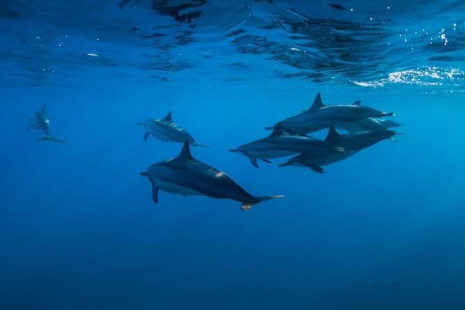 Lovina Dolphin Watching, Swimming, and Snorkeling Experience - Swimming with dolphins: how it works and what to expect