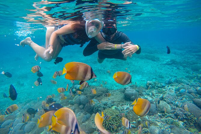 Lovina Dolphin Watching, Swimming, and Snorkeling Experience - Danau Beratan and the optional temple stop (plus lunch choices)
