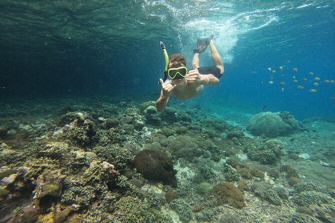 Lovina Dolphin Watching, Swimming, and Snorkeling Experience - Price and value at $34.93: what you really get