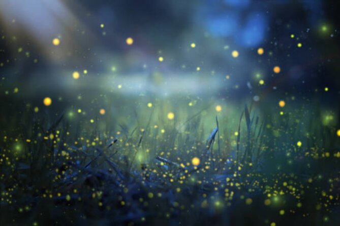 Magical Village Tour & Private Dinner with Fireflies in Bali - Key highlights worth aiming for