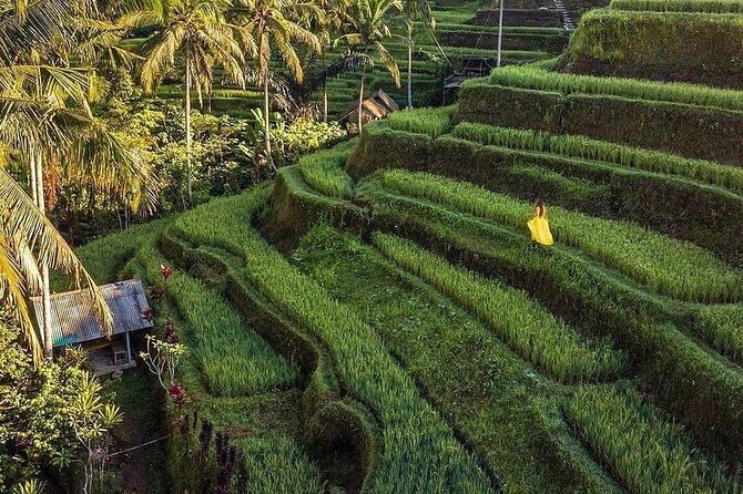 Monkey Forest, Holy Water Temple & Hot Springs Tours - Why this Ubud Monkey Forest to hot springs loop is so efficient
