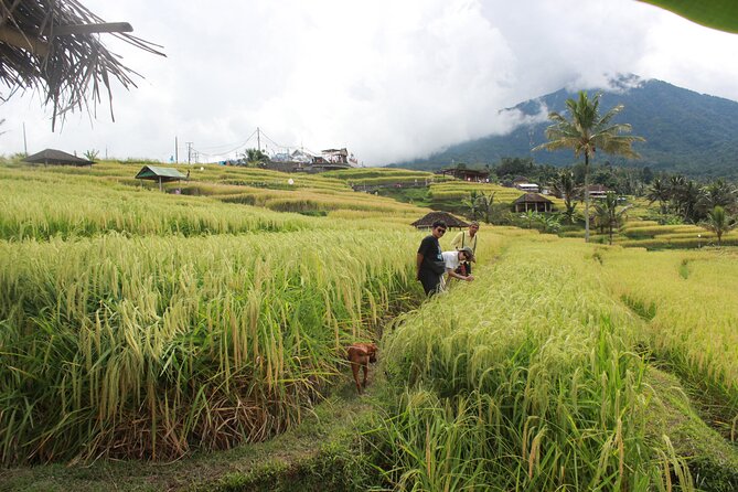 Munduk Private Customized Highlights Tour - Why this North Bali tour feels more personal than a bus day