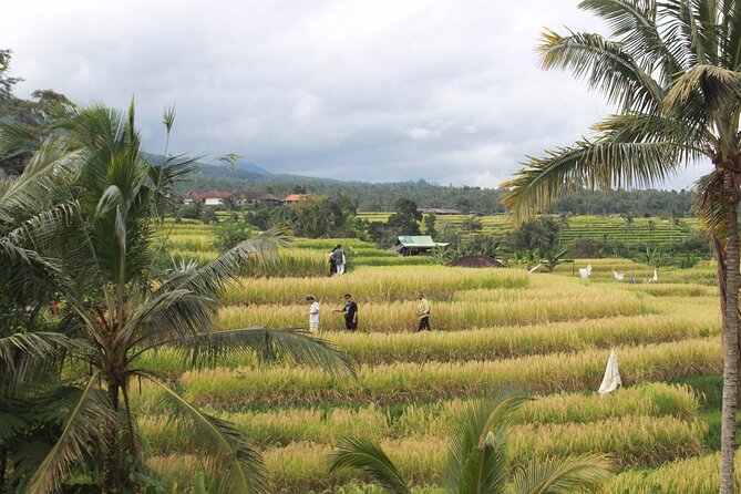 Munduk Private Customized Highlights Tour - Price and what you’re actually paying for at $73.89