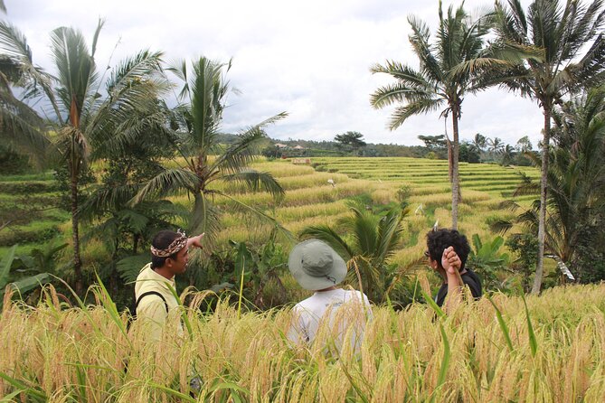 Munduk Private Customized Highlights Tour - Morning logistics from Ubud: pickup, A/C comfort, and a 8:30 am start