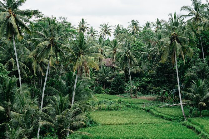 Munduk: Tamblingan jungle trek, waterfall, Ulun Danu temple - Banyumala twin waterfalls: the jungle path is part of the show