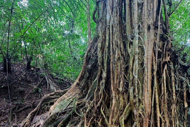 Munduk: Tamblingan jungle trek, waterfall, Ulun Danu temple - Timing and pacing: how an 8-hour day stays manageable