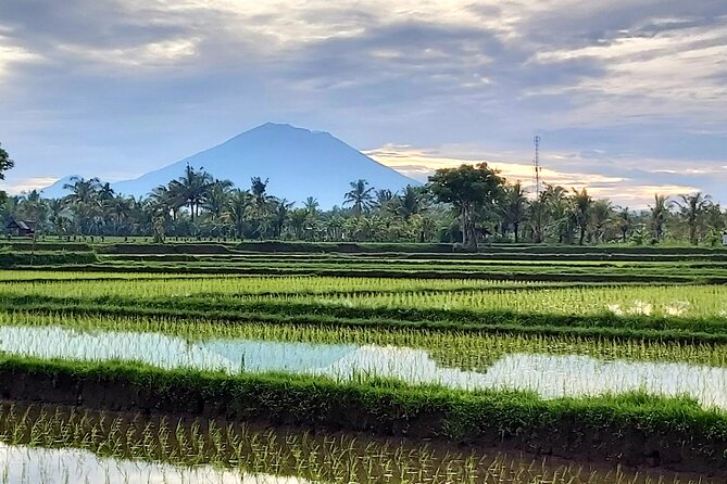 North Bali Private Tour - All Inclusive - Jatiluwih rice terrace: UNESCO scenery with cooler highland timing