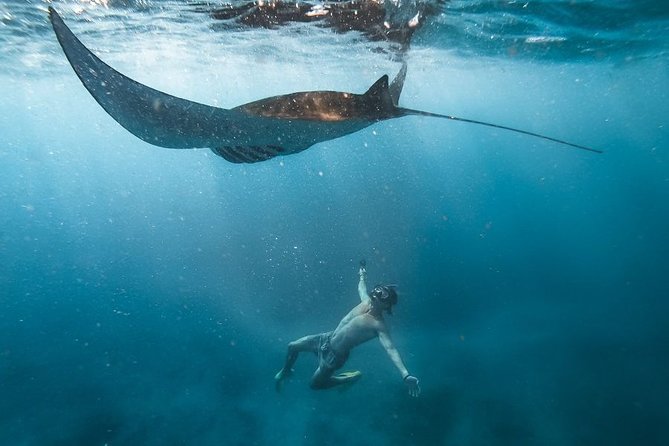 Nusa penida private senorkeling with Manta - Key highlights worth knowing