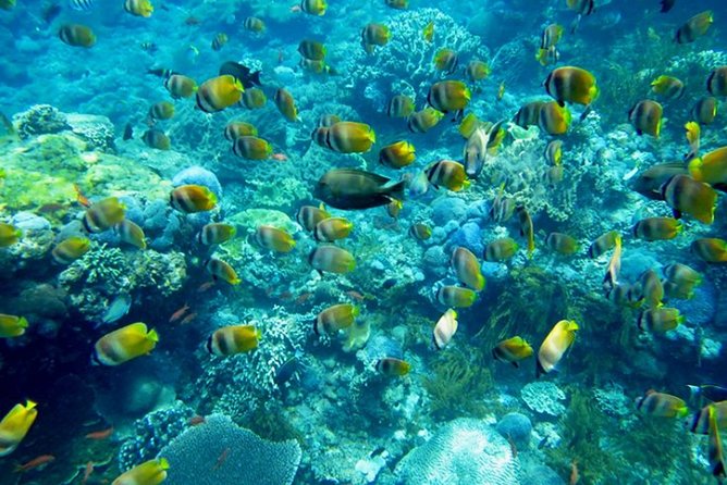 Nusa penida private senorkeling with Manta - From Ubud To Sanur: the day starts earlier than you think