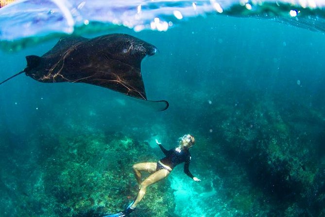 Nusa Penida Snorkeling & Kelingking Tour - Key highlights
