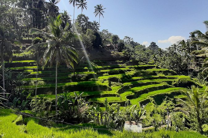 Private Driver in Bali with English Speaking - Lakeview Restaurant Lunch: Buffet With Batur Volcano Views