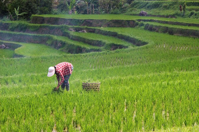 Private Full-Day Handara, Ulun Danu, Jatiluwih and Tanah Lot Tour - Price and Value: What $70 Covers (and Why That Matters)