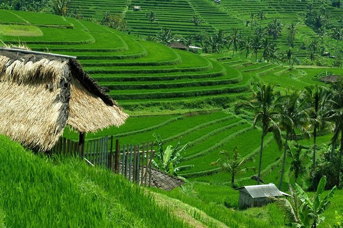 Private Jatiluwih Rice Terraces Heritage Site and Culture Tour - Price and logistics, without the surprises